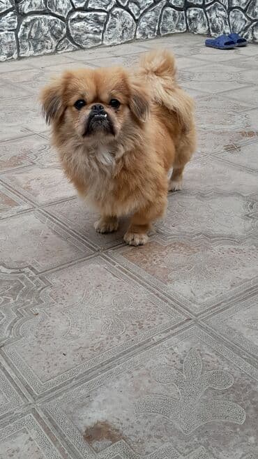 it haski: Pekines, 11 ay, Peyvəndli — 2