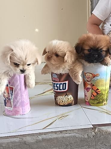 haski itleri: Pekines, 1 ay, Erkək, Ünvandan götürmə — 6