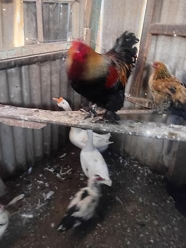 Toyuq, Damazlıq — 4