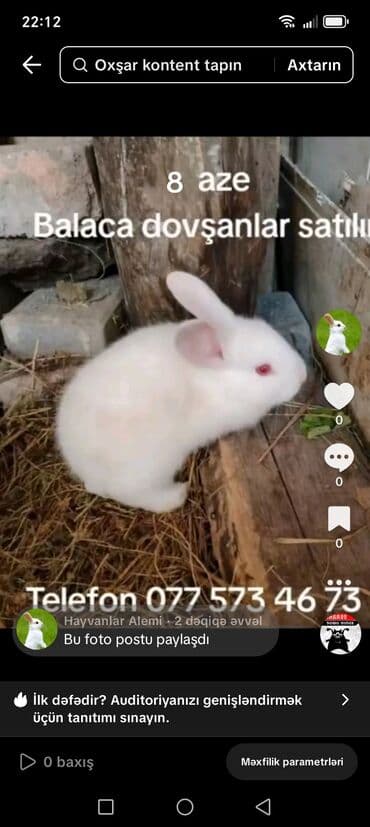 Balaca dovşanlar satılır – hər biri 8 AZN. Xüsusiyyətlər: - Ağ