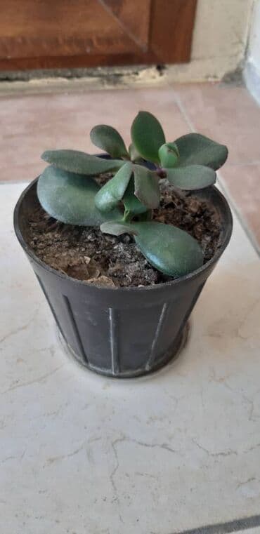 üzüm ağacı: Pul gülü. 4 ədəddir. Qiymətləri balacadan böyüyə görə dəyişir - 5, 10 — 1