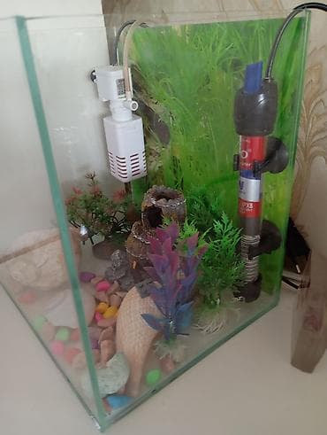 Akvaryum dəsti - Şüşə akvaryum: düz kənarlı, şəffaf lalafo.az -da — 4 Akvaryum dəsti - Şüşə akvaryum: düz kənarlı, şəffaf — 4