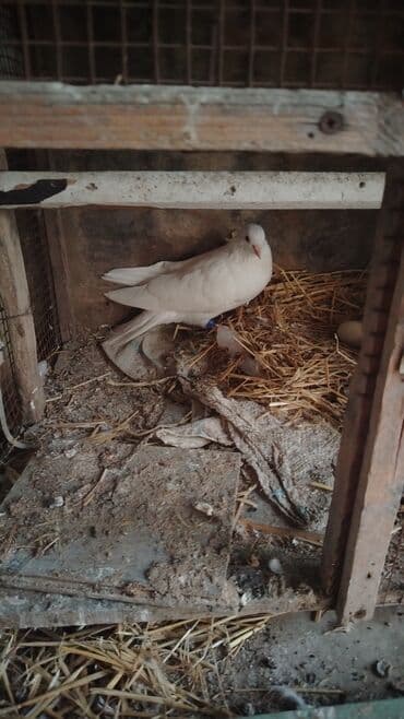 goyerçin: Ağ rəngli göyərçinlər – damazlıq yuva cütlükləri - Fotoşəkillərdə ağ — 1