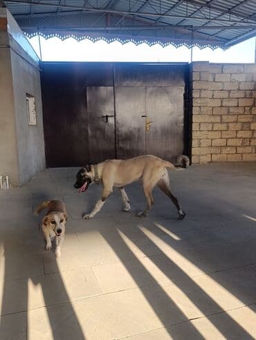 Kanqal, 4 ay, Dişi, Peyvəndli