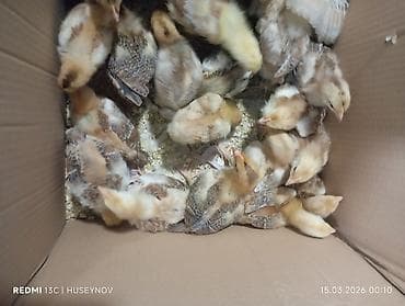 cuce satiwi: 15 günlük süper lider cucesi vaxsinadiyalari verilib Saba lasota — 8