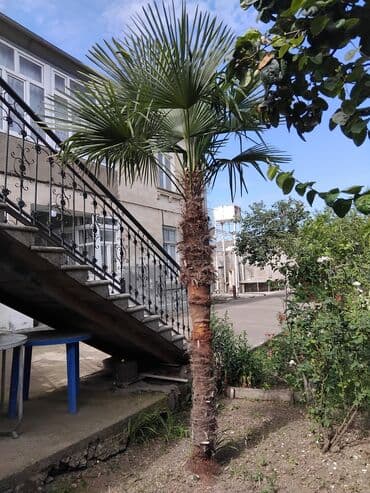yasemen ağacı: Bu xurma ağacı (Palma) hər hansı bir landşafta tropik atmosfer əlavə — 1