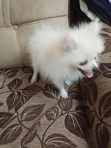 pomeranian şpitz: Şpitz, 4 ay, Dişi, Peyvəndli, Ünvandan götürmə — 8