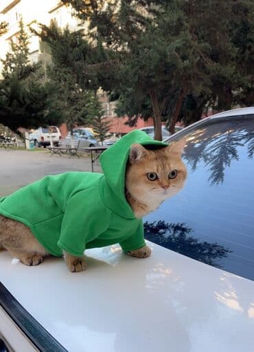 cütleşdirilir: Şinşilla, Erkək, Cütləşmə üçün — 3