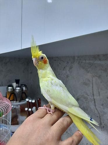 Korellalar 3ayliq, tam elee oyrewdirilib, adlar qoyulub 4ay zamaninda — 7