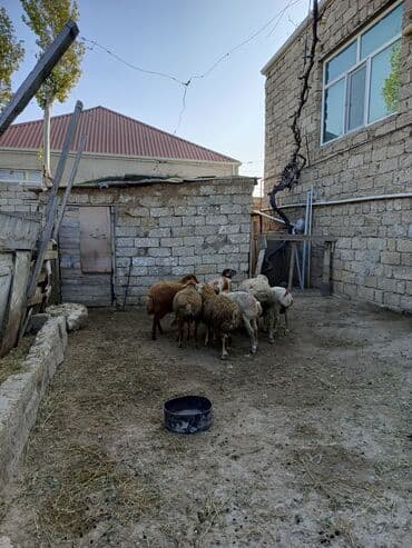 nişan şəkilləri: Erkək, il: 7, 29 kq, Ətlik — 6