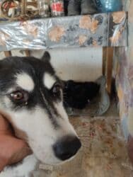 Gəmiricilər: Xaski, Erkek — 7