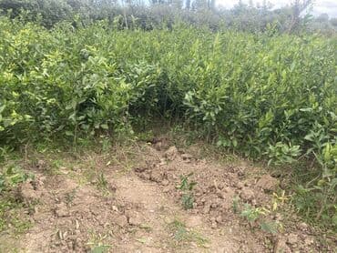 tikanli bitkiler: Məhsul: Sitrus tingləri (narıncı/mandarin tipli), torbalı və açıq — 5