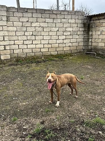 ağ dovşan: Pitbul, 1 il, Erkek — 2