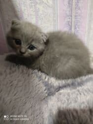 K/t heyvanları və malları: Şotland, Dişi, Ünvandan götürmə — 8