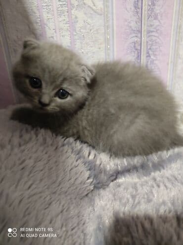 pişik üçün qum qabı: Şotland, Erkək, Dişi, Ünvandan götürmə — 15