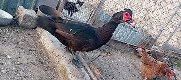 Qazlar: Erkək, Damazlıq — 2