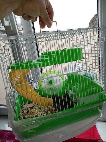 mal bazari: Cücə hamsterlər üçün tam komplekt qəfəs dəsti. Şəkillərdə görünən — 1