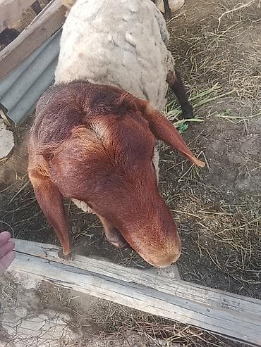 С/х животные и товары: 1 illik qoç qoyun qala sortu — 3