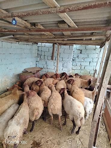 mal qara qusar: 27 baş tərgitməy heyvanlar satılır istəyən olsa yazsın baxa bilmirəm — 4