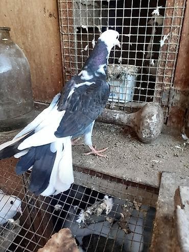 it satisi 2021: 18-19-20 tüklərdi.Tək tək qiymət fərqlidi.Hamısını götürən olsa üst — 5