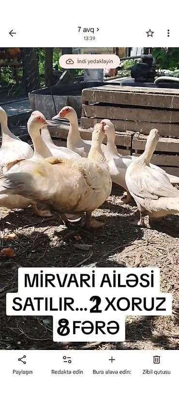 quş: Mirvari fərələr satılır çox təcili super sort tam sağlam heyvanalrdı — 1