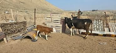 Satılır: inək və buzovlar salam hər vaxtı xeyir olsun bu şəkildə