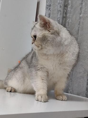 maraqli pişik adları: Ekzot — 3