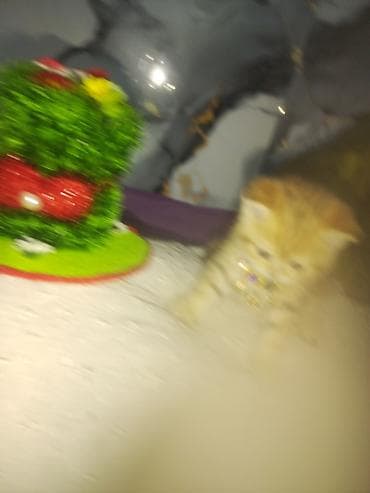 tovuz quwu: Britan — 7