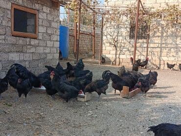 alman coban: Toyuq, Yumurtalıq — 16