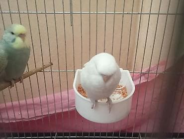 Птицы: Çex tutuquşu balaları satılır öz quşlarımın balalarıdır 2 aylıqdırlar — 3