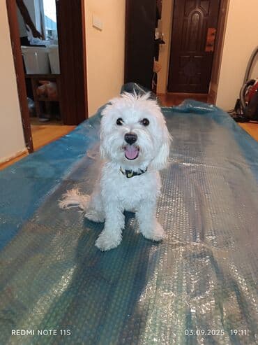 pitbull tap az: Maltipoo tipli kiçik ölçülü ev iti – ağ, buruq tüklü, qara burunlu və — 1