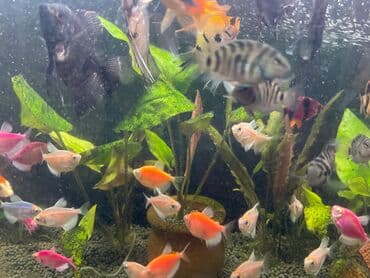 qizil balig: 50 balıq akvarium ilə birlikdə — 2