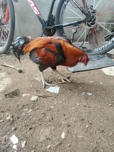 Digər heyvanlar: Xoruz, Heyratı, il: 1 — 4