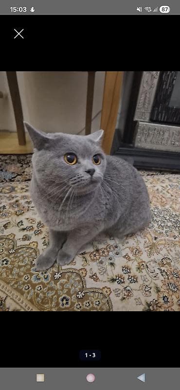 Britan, Dişi, Cütləşmə üçün, Ünvandan götürmə