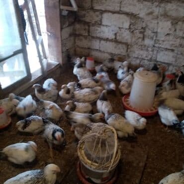 kend teserrufati avadanliqlari satisi: F6-serebrist cücələr satılır vitamin və dərmanlar verilib tam sağlam — 6