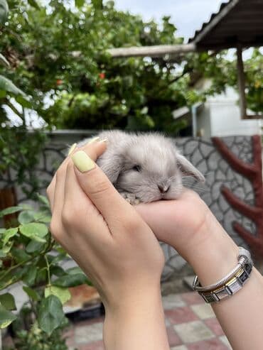 cuce yem qabi: Salam🖐🏻.Her biri real dovşan şekilleridir öz heyetimde saxladığım — 8