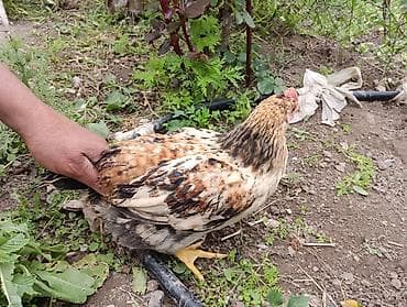 Toyuqlar: Toyuq, Yumurtalıq, Ödənişli çatdırılma — 9
