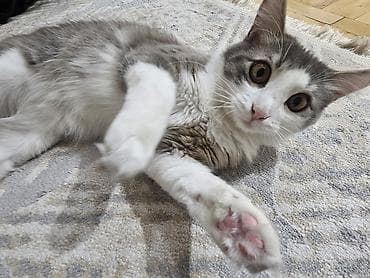 tutuquşu yuvası: Məhsul: Pişik üçün ev və daşıma çantası dəsti,teze qul qabisi ve 10 — 6