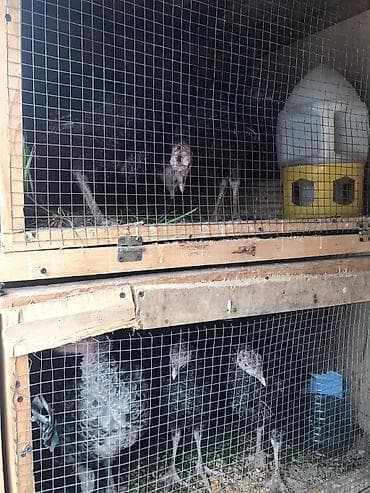 Hinduşka (tısba) quşları – qəfəsdə saxlanılır - Növ: hinduşka