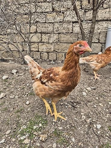 Heyvanlar üçün mallar: Toyuq, Yumurtalıq, Ünvandan götürmə — 3