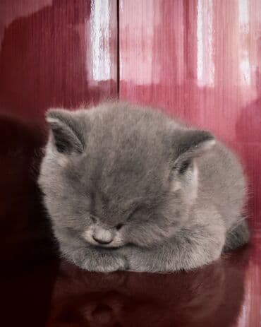 britain pisiyi satilir: Britan, Erkək — 7