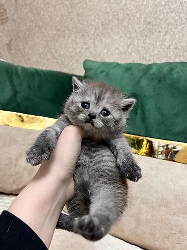 scottish fold satilir: Şotland, Erkək, Dişi — 2