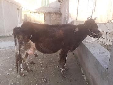 Dişi, il: 4, 100 kq, Südlük, Ünvandan götürmə