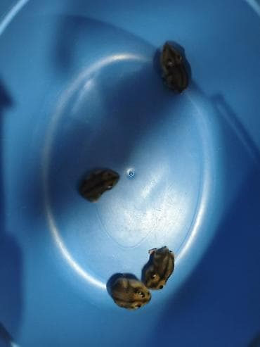 hamster satışı: Salam hamster balası satılır 4 ədəd 20 günlük baladilar özləri yem — 3