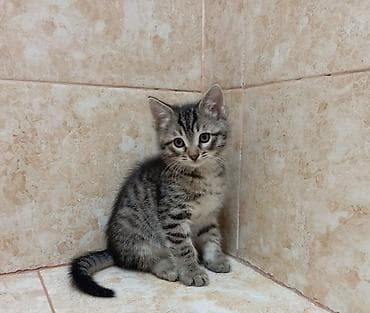 itle qizin seksi: Dişi, Yaxşı əllərə, Ünvandan götürmə — 5