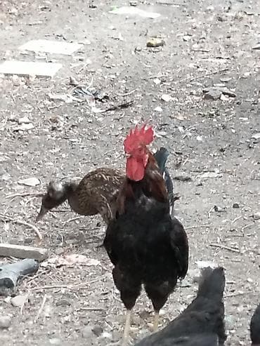 hind quwu: Məhsul: Xoruzdar ordek balalari ana ördəklər satiram Təsvir: - Cins — 2