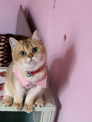 Britan, Dişi, Ödənişli çatdırılma