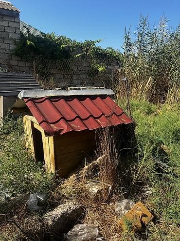 купить насос для воды: Salamm itlər çün yuvlar kimm istsə yazsınn 3 dənədi 230 mamatdıı ünvan — 1