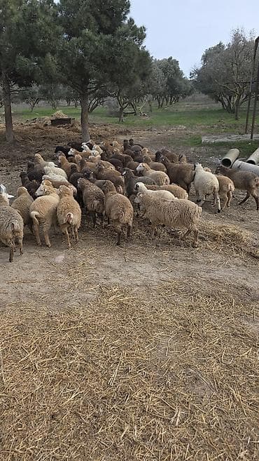 balali qoyun: Qoyun sürüsü – qarışıq rəng və tərkib - Məhsul: Qoyun sürüsü (bir — 2