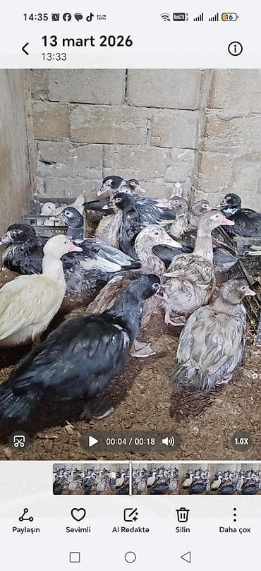 Erkək, | Lal ördək, Damazlıq